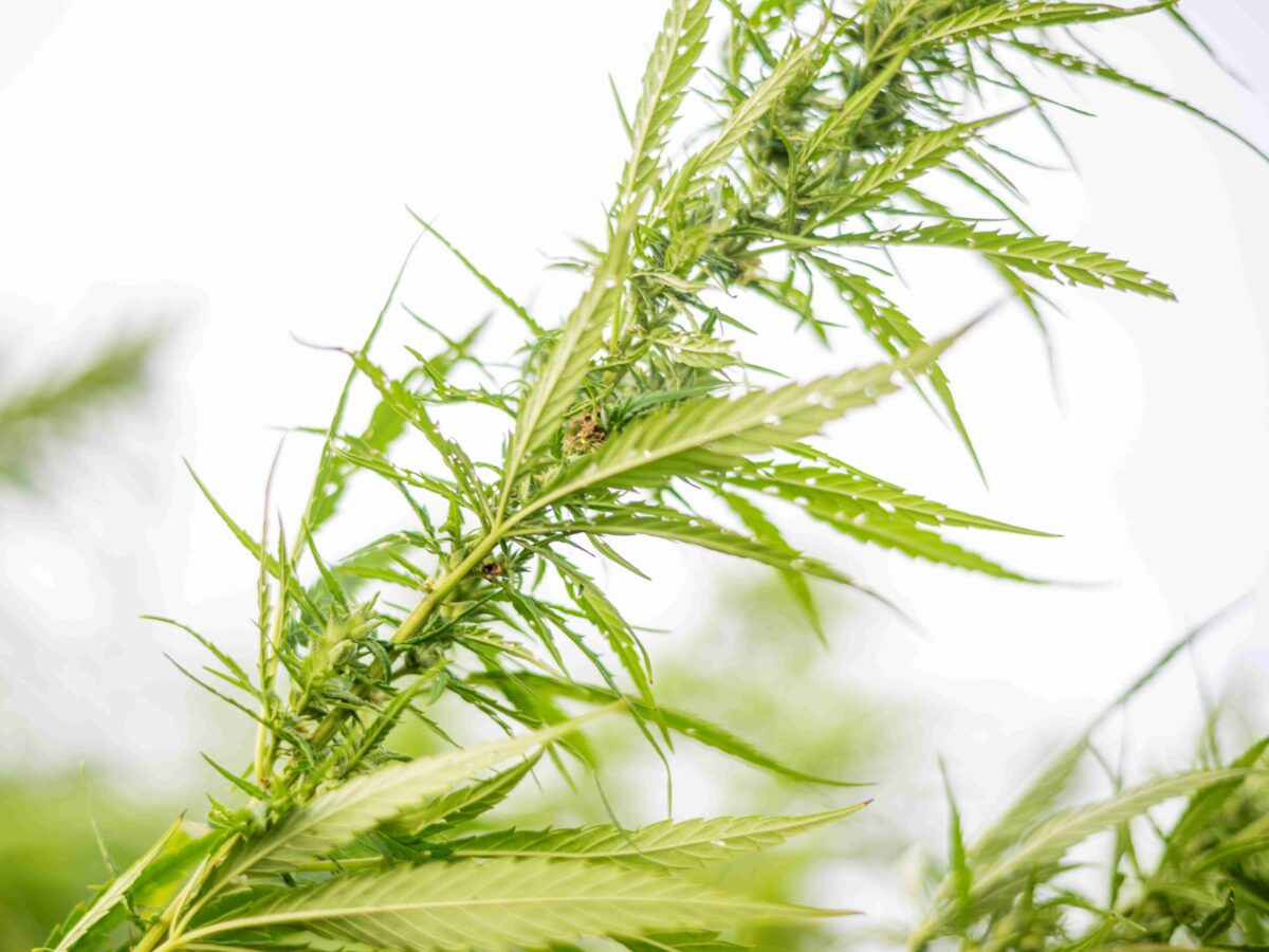 Cretes Hemp for textiles 101web