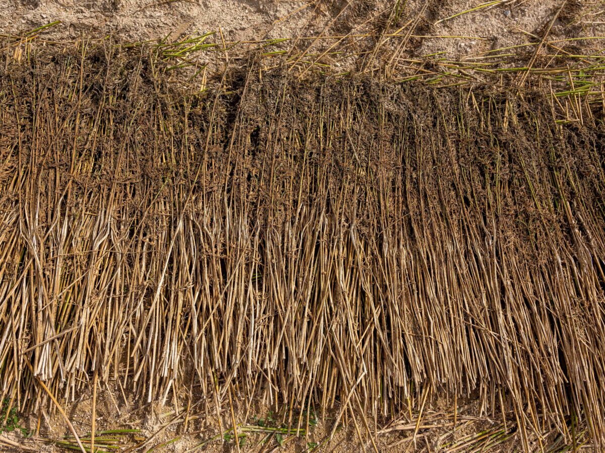 Cretes Hemp for textiles 110web