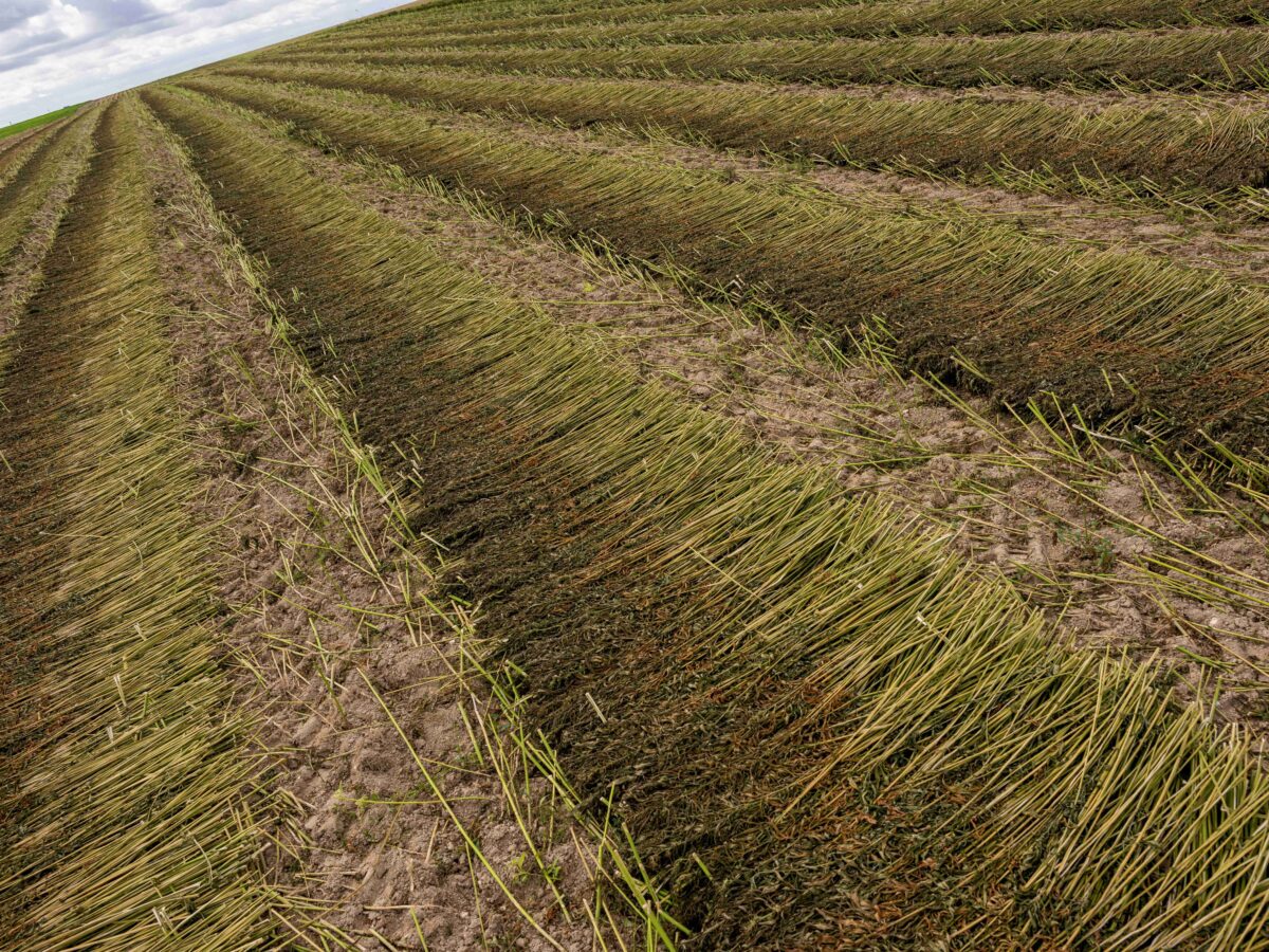 Cretes Hemp for textiles 111web