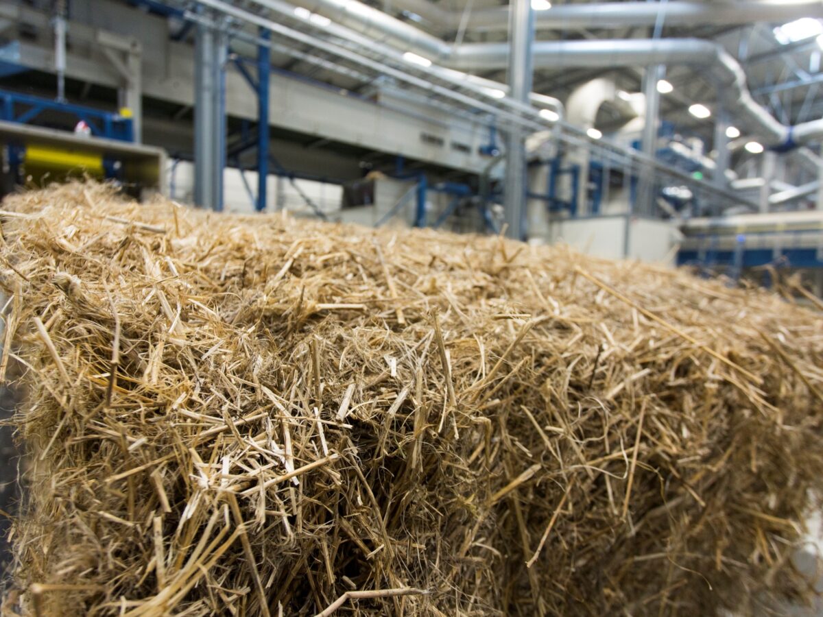 Ontbasten défibrage decortication 05