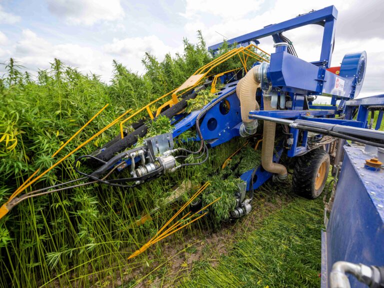 Cretes Hemp for textiles 104web