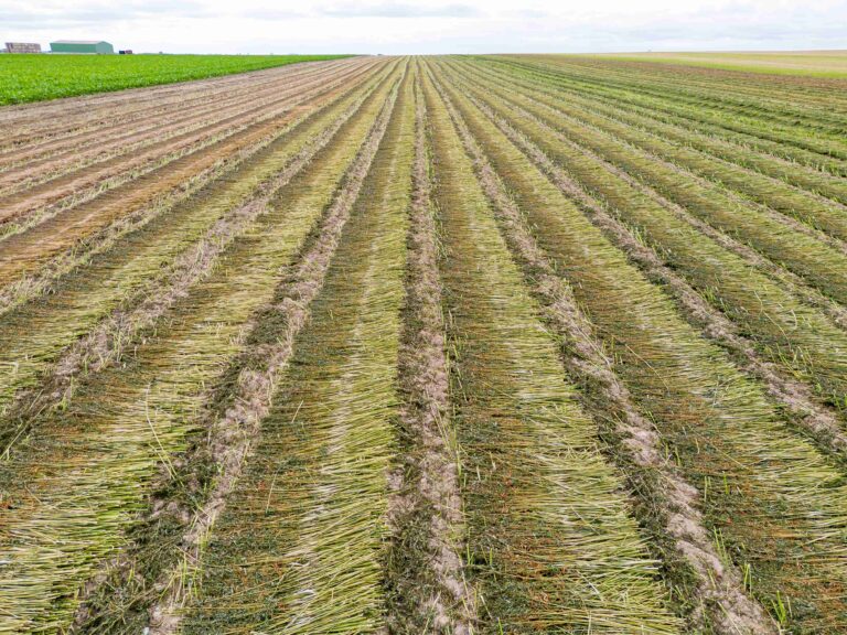 Cretes Hemp for textiles 105web