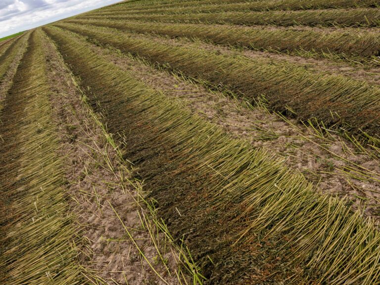 Cretes Hemp for textiles 111web