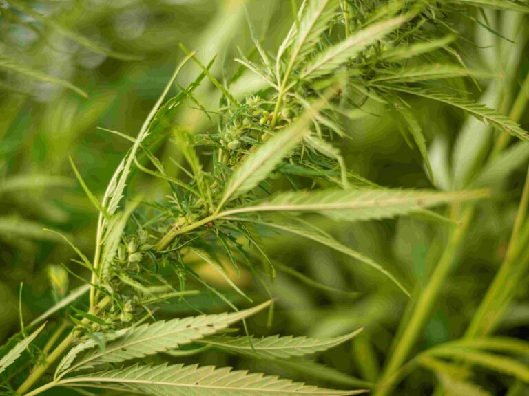 Cretes Hemp for textiles 202web